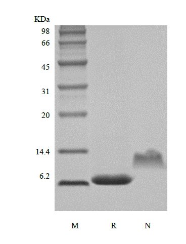 SDS-PAGE of Recombinant Human Neutrophil Activating Protein-2/CXCL7