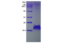 SDS-PAGE of Recombinant Human Monokine Induced by Interferon-gamma/CXCL9