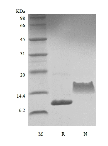 SDS-PAGE of Recombinant Human gamma-Interferon Inducible Protein 10/CXCL10