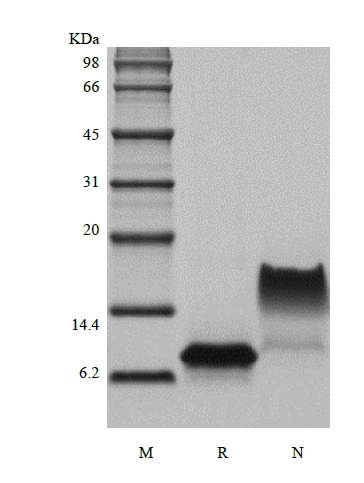 SDS-PAGE of Recombinant Human I-TAC/CXCL11