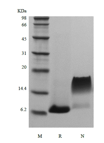 SDS-PAGE of Recombinant Human Stromal-Cell Derived Factor-1 alpha/CXCL12 alpha