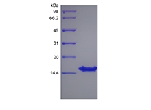 SDS-PAGE of Recombinant Human Stromal-Cell Derived Factor-1 gamma/CXCL12 gamma