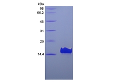 SDS-PAGE of Recombinant Human VEGF Co-regulated Chemokine 1/CXCL17