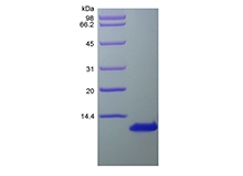 SDS-PAGE of Recombinant Human I-309/CCL1