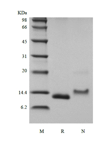 SDS-PAGE of Recombinant Human Monocyte Chemotactic Protein-1/CCL2