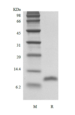 SDS-PAGE of Recombinant Human LD78 beta/CCL3L1