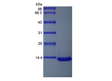 SDS-PAGE of Recombinant Human Monocyte Chemotactic Protein-3/CCL7