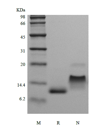 SDS-PAGE of Recombinant Human Eotaxin/CCL11