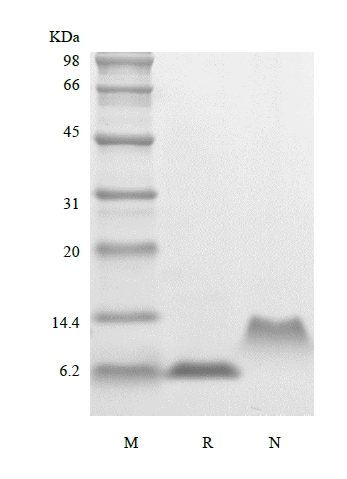 SDS-PAGE of Recombinant Human Macrophage Inflammatory Protein-5, 68a.a./CCL15