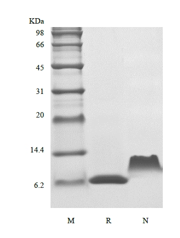 SDS-PAGE of Recombinant Human Thymus and Activation Regulated Chemokine/CCL17