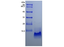 SDS-PAGE of Recombinant Human Macrophage Inflammatory Protein-3 alpha/CCL20