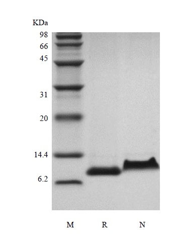 SDS-PAGE of Recombinant Rhesus Macaque Regulation upon Activation Normal T cell Express Sequence/CCL5