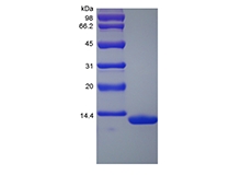 SDS-PAGE of Recombinant Rhesus Macaque Serum Amyloid A1