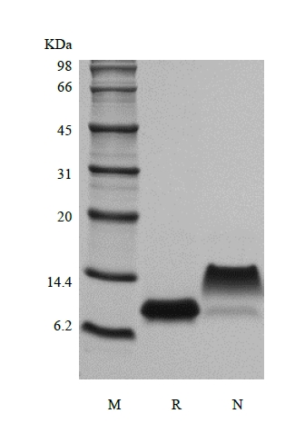 SDS-PAGE of Recombinant Murine gamma-Interferon Inducible Protein 10/CXCL10