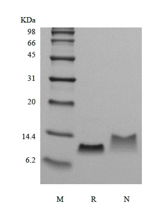 SDS-PAGE of Recombinant Murine Macrophage Inflammatory Protein-1 beta/CCL4