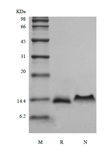 SDS-PAGE of Recombinant Murine Protein C10/CCL6
