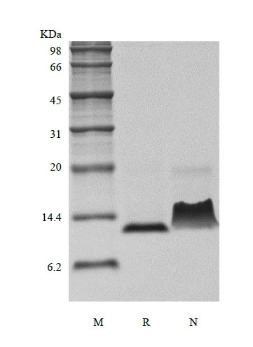 SDS-PAGE of Recombinant Murine Monocyte Chemotactic Protein-3/CCL7