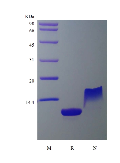 SDS-PAGE of Recombinant Murine Thymus and Activation Regulated Chemokine/CCL17