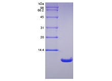 SDS-PAGE of Recombinant Rat Neutrophil Activating Peptide 2/CXCL7
