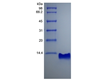 SDS-PAGE of Recombinant Rat gamma-Interferon Inducible Protein 10/CXCL10