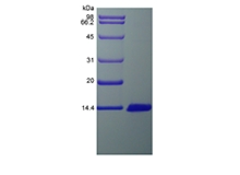 SDS-PAGE of Recombinant Rat Monocyte Chemoattractant Protein 3/CCL7