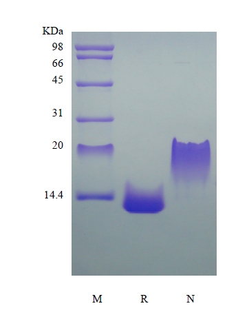 SDS-PAGE of Recombinant Rat Eotaxin-2/CCL24