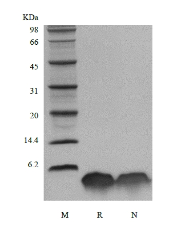 SDS-PAGE of Recombinant Human Parathyroid Hormone 1-34