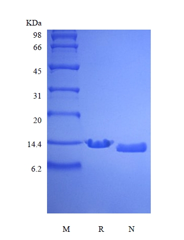 SDS-PAGE of Recombinant Human Parathyroid Hormone 1-84, 15N Stable Isotope Labeled