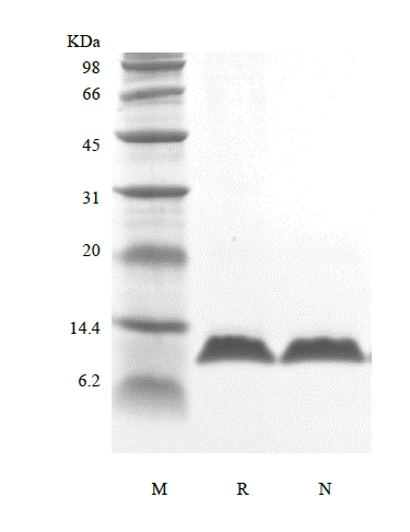 SDS-PAGE of Recombinant Human Parathyroid Hormone 7-84, 15N Stable Isotope Labeled