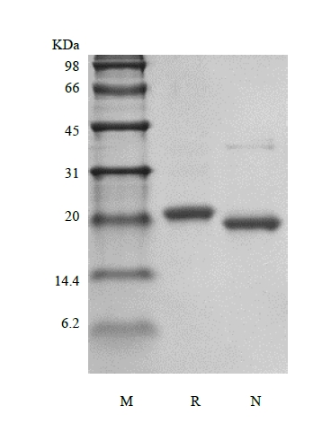 SDS-PAGE of Recombinant Murine Prolactin