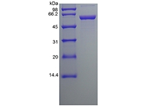 SDS-PAGE of Recombinant Human Protein Disulfide Isomerase