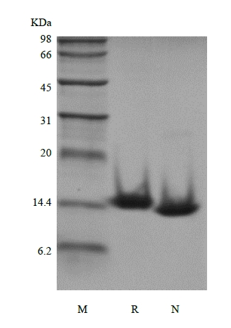 SDS-PAGE of Recombinant Human Cystatin-C