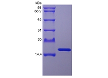 SDS-PAGE of Recombinant Staphylokinase