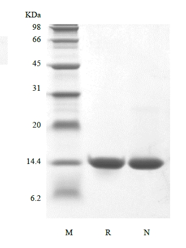 SDS-PAGE of Recombinant Human Migration Inhibitor Factor, His, Avi