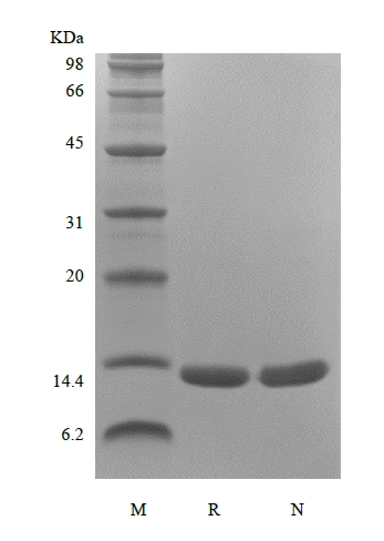 SDS-PAGE of Recombinant Human Macrophage Migration Inhibitory Factor, Avi