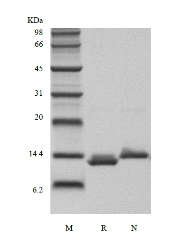 SDS-PAGE of Recombinant Human Macrophage Migration Inhibitory Factor, His