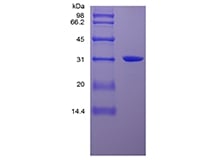 SDS-PAGE of Recombinant Human High Mobility Group Box-1 Protein, His