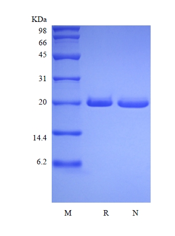 SDS-PAGE of Recombinant Human Syndecan-4