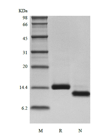 SDS-PAGE of Recombinant Human Otoraplin