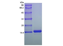 SDS-PAGE of Recombinant Human Melanoma Inhibitor Activity Protein 2