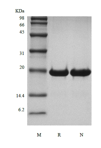 SDS-PAGE of Recombinant Human Desert Hedgehog Cys23IleIle
