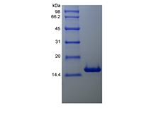 SDS-PAGE of Recombinant Human Bcl-w