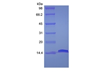 SDS-PAGE of Recombinant Human Fatty-acid-binding Protein 2