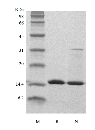 SDS-PAGE of Recombinant Human Fatty acid binding protein­3