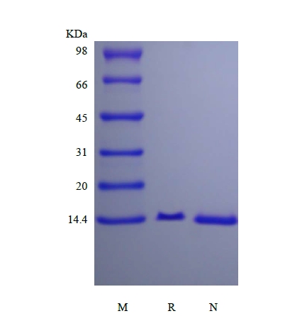 SDS-PAGE of Recombinant Human Fatty-acid-binding Protein 6