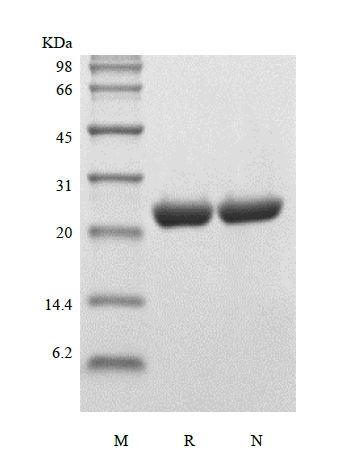 SDS-PAGE of Recombinant Human Apolipoprotein A-I