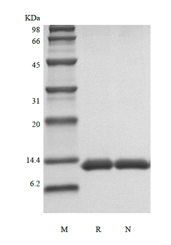 SDS-PAGE of Recombinant Human Apolipoprotein-Serum Amyloid A