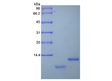 SDS-PAGE of Recombinant Human Uteroglobin