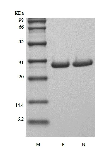 SDS-PAGE of Recombinant Human Galectin-3