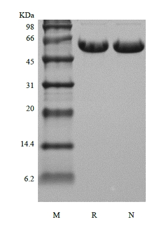 SDS-PAGE of Recombinant Human Osteopontin/OPN